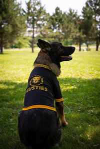 PET JERSEY ALL STAR DOGS GUSTIES BLACK AND GOLD WITH GUS